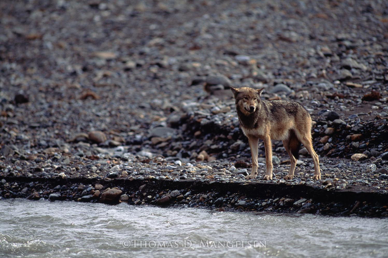 Gray Wolf by Water by Thomas D. Mangelsen